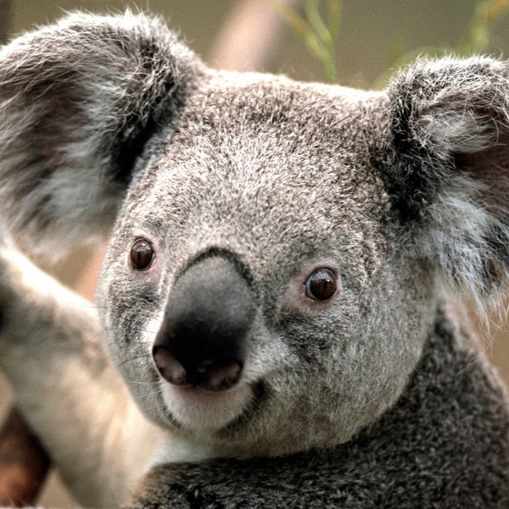 Meet your Posher, Chanetelle